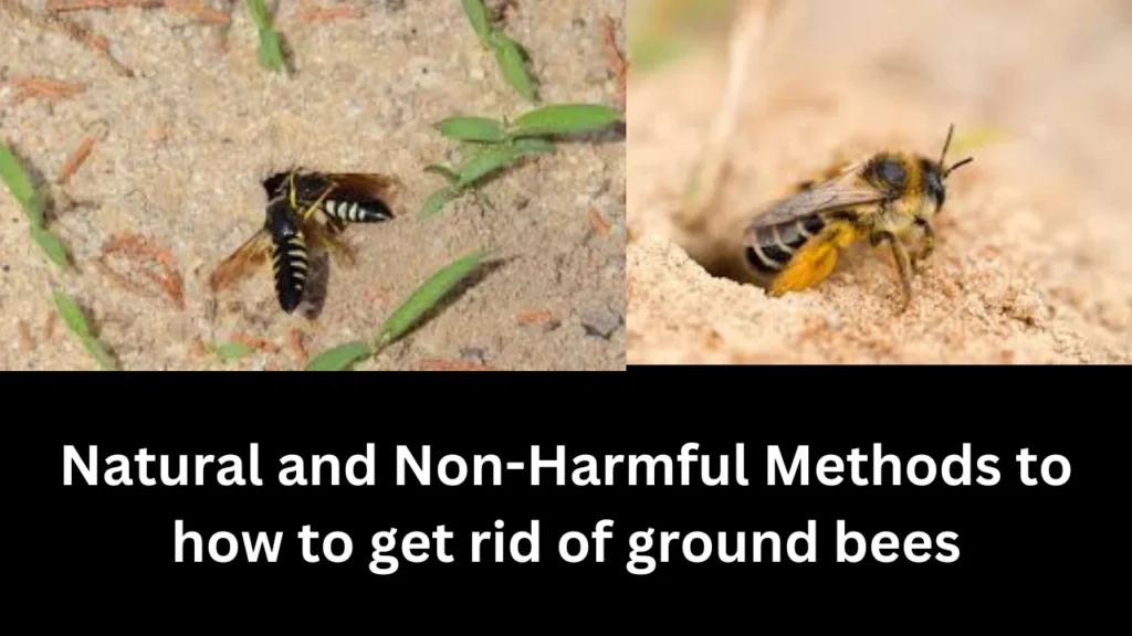 Natural and Non-Harmful Methods to how to get rid of ground bees