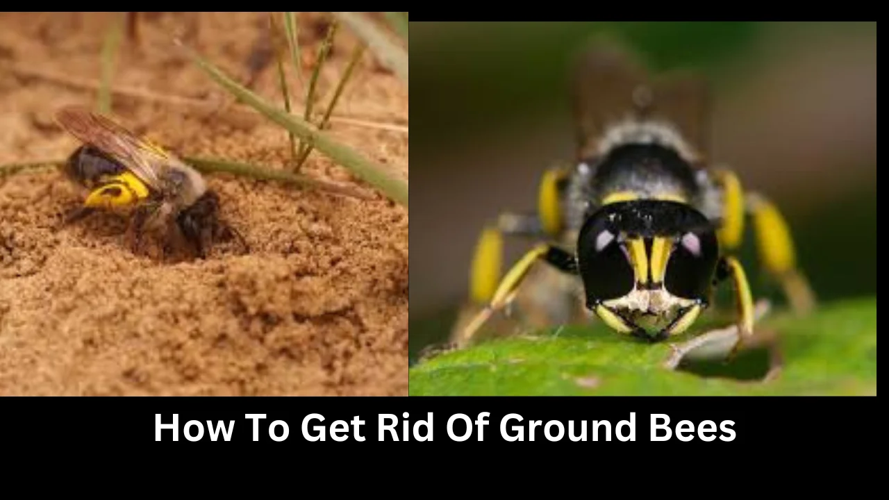 how to get rid of ground bees