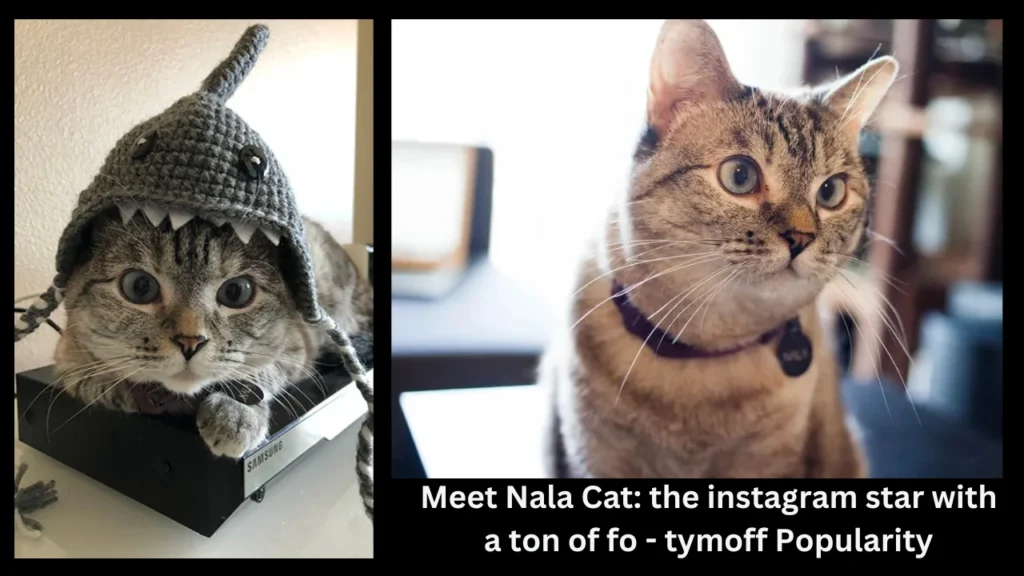 Meet Nala Cat: the instagram star with a ton of fo - tymoff Popularity