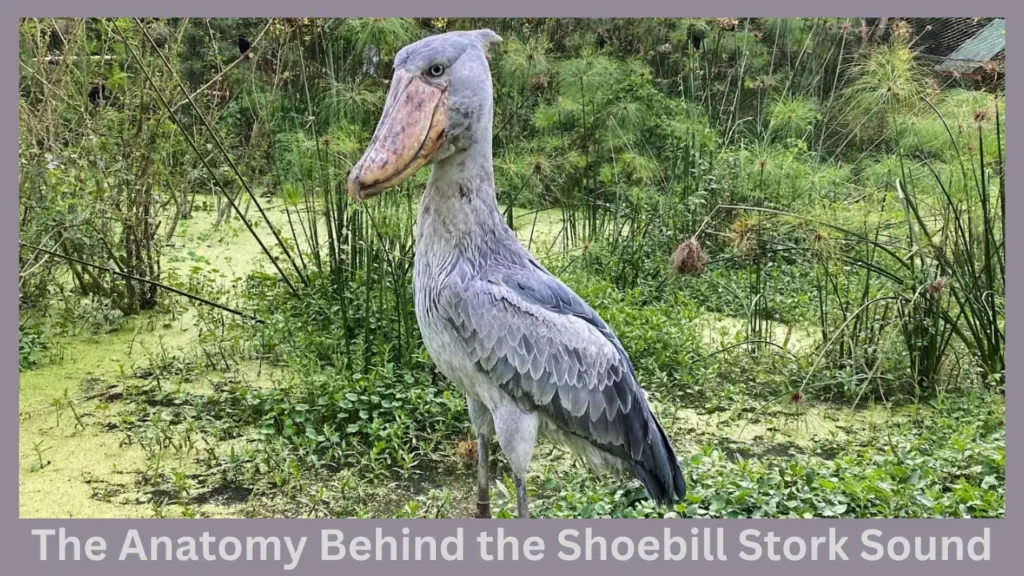 The Anatomy Behind the Shoebill Stork Sound