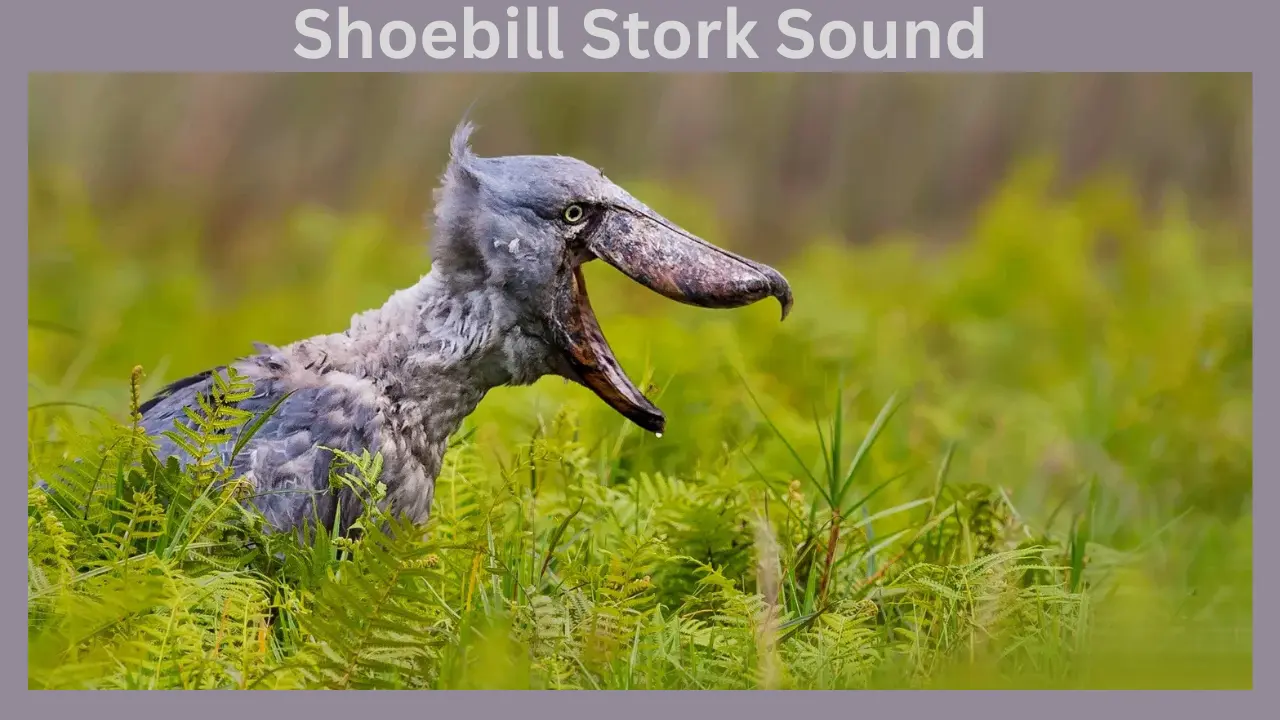 shoebill stork sound