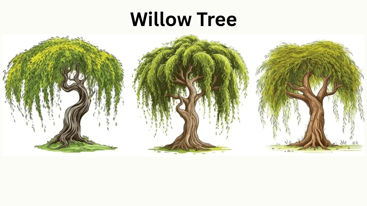 willow tree
